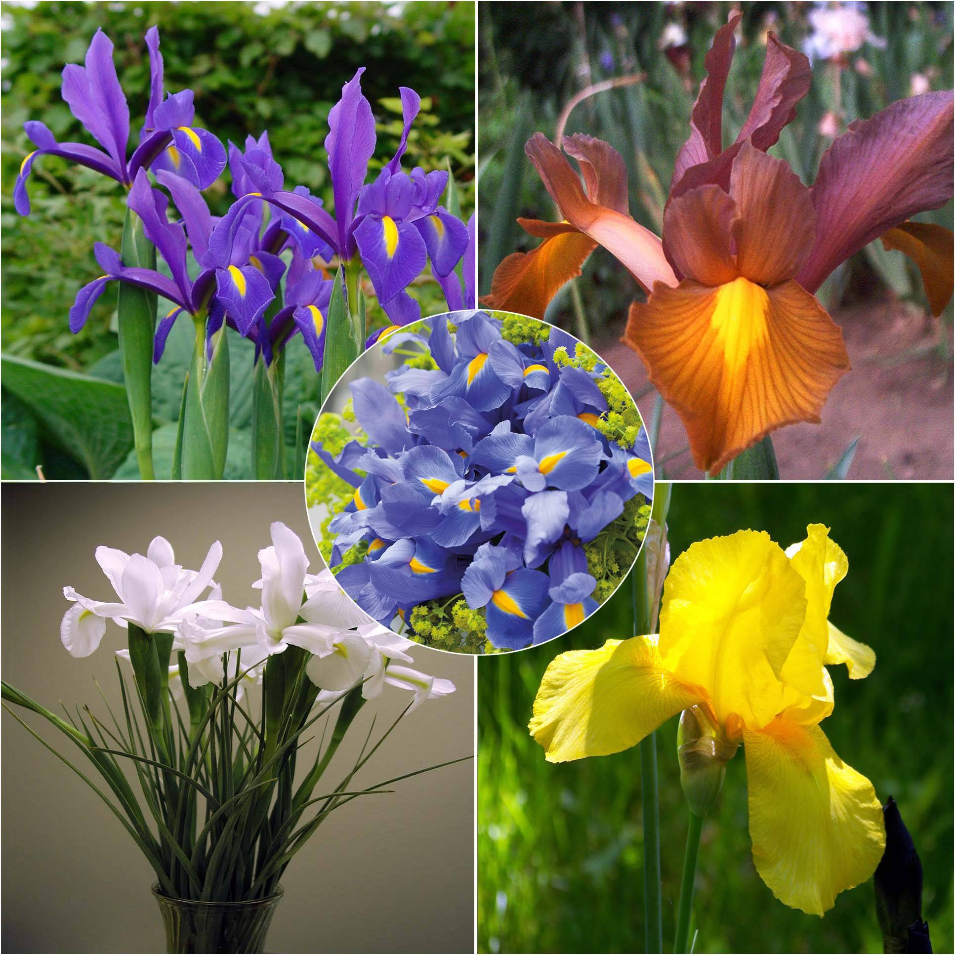 Promesse de Fleurs - Iris de Hollande en mélange Bulbe calibre 9+ (par 15)