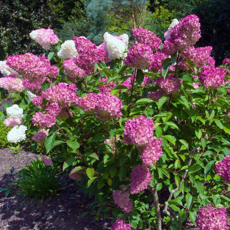 Hortensia Paniculé 'Vanille Fraise' (Hydrangea Paniculata 'Vanille Fraise') - Godet - Taille 13/25cm - Pépinières Naudet - Image 2