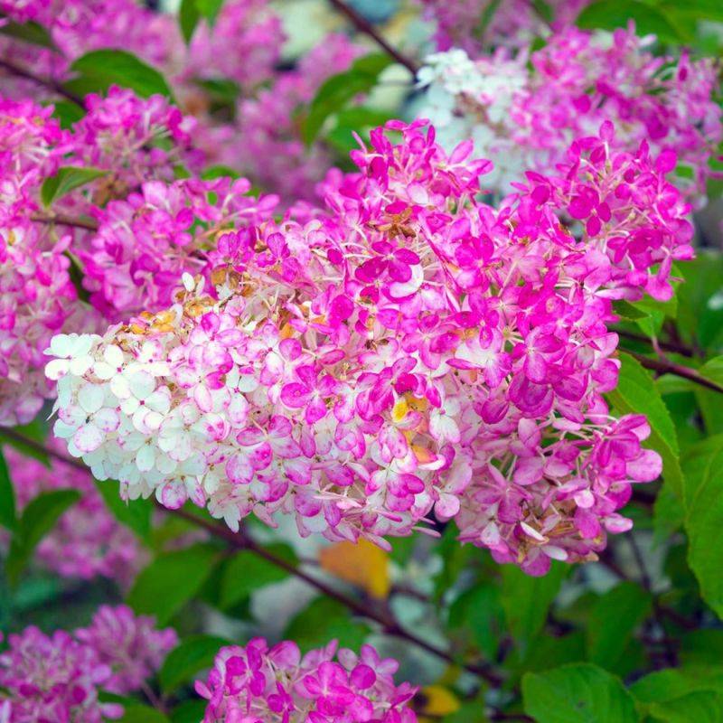 Hortensia Paniculé 'Vanille Fraise' (Hydrangea Paniculata 'Vanille Fraise') - Godet - Taille 13/25cm - Pépinières Naudet