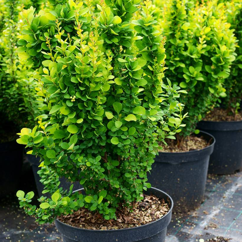 Berberis thunbergii Erecta - Epine-vinette Godet de 8/9 cm