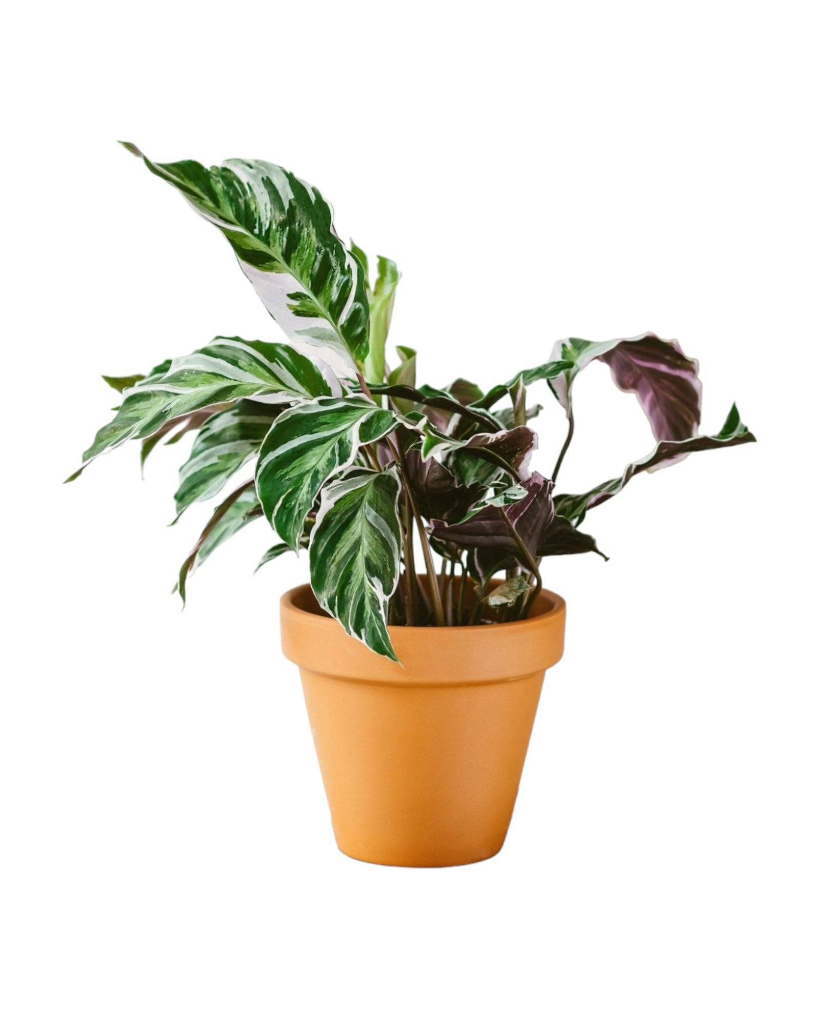 La Green Touch - Calathea white fusion 14cm - Plante d'intérieur- La Green Touch - Imagen 1