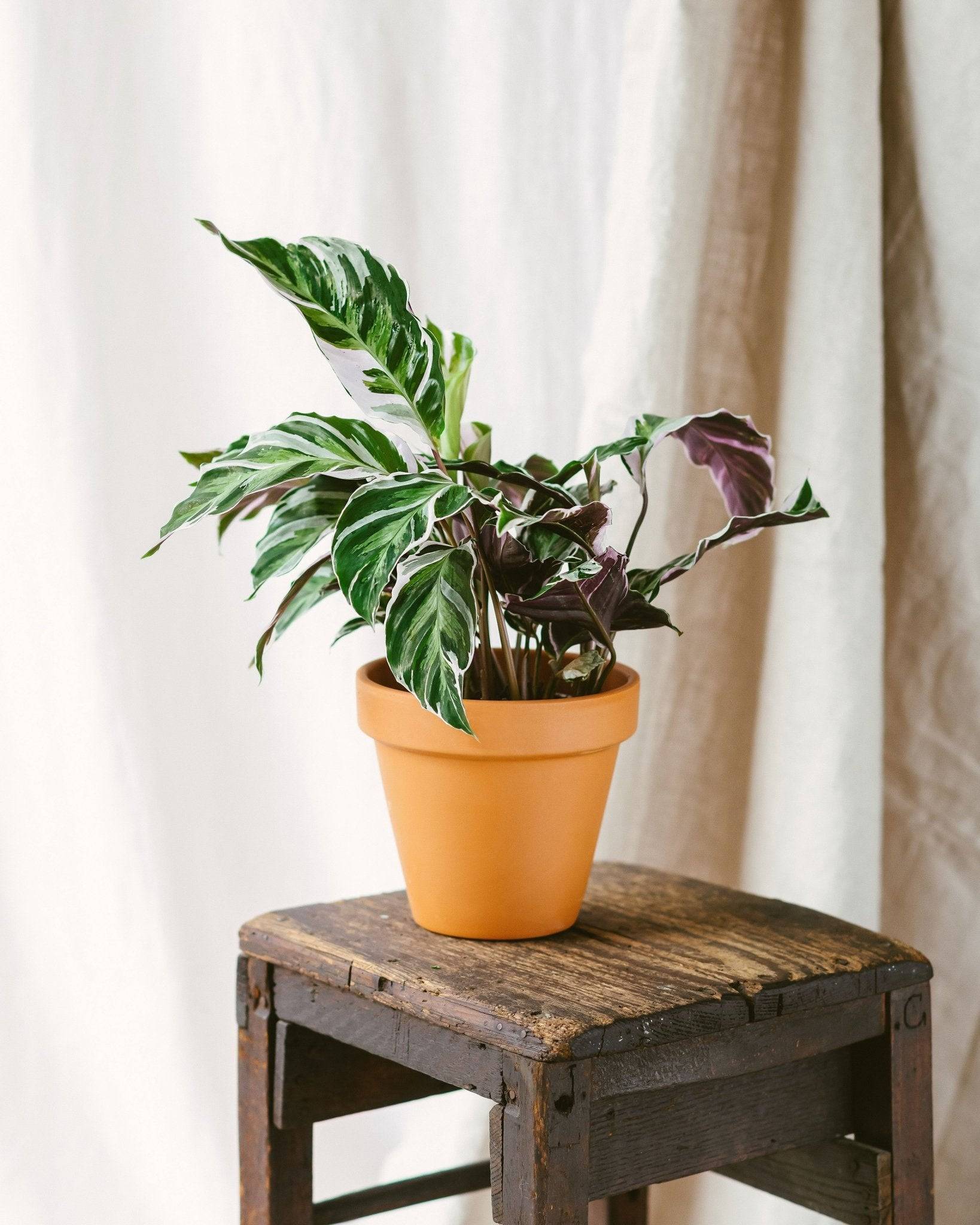 La Green Touch - Calathea white fusion 14cm - Plante d'intérieur- La Green Touch - Imagen 2