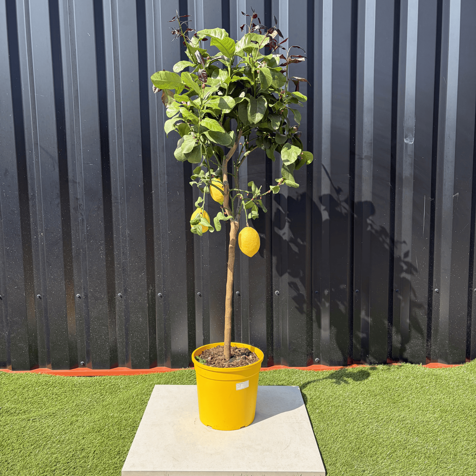 Citronnier Citrus Limon Hauteur 140 cm