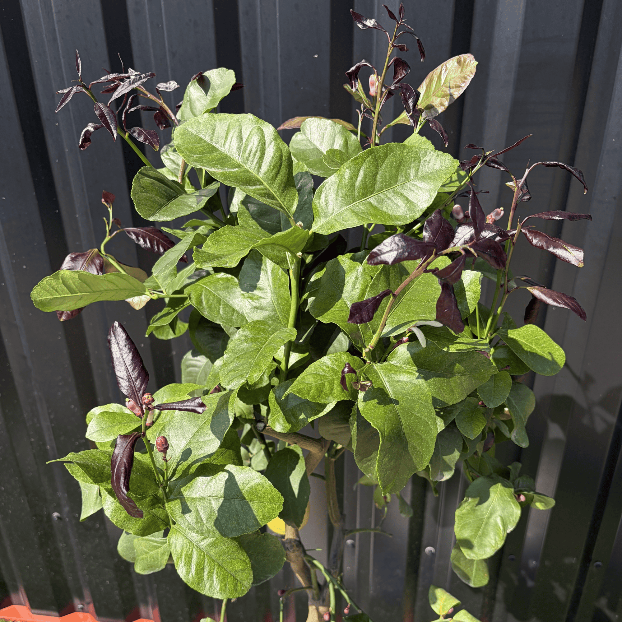 Citronnier Citrus Limon Hauteur 140 cm - Image 4