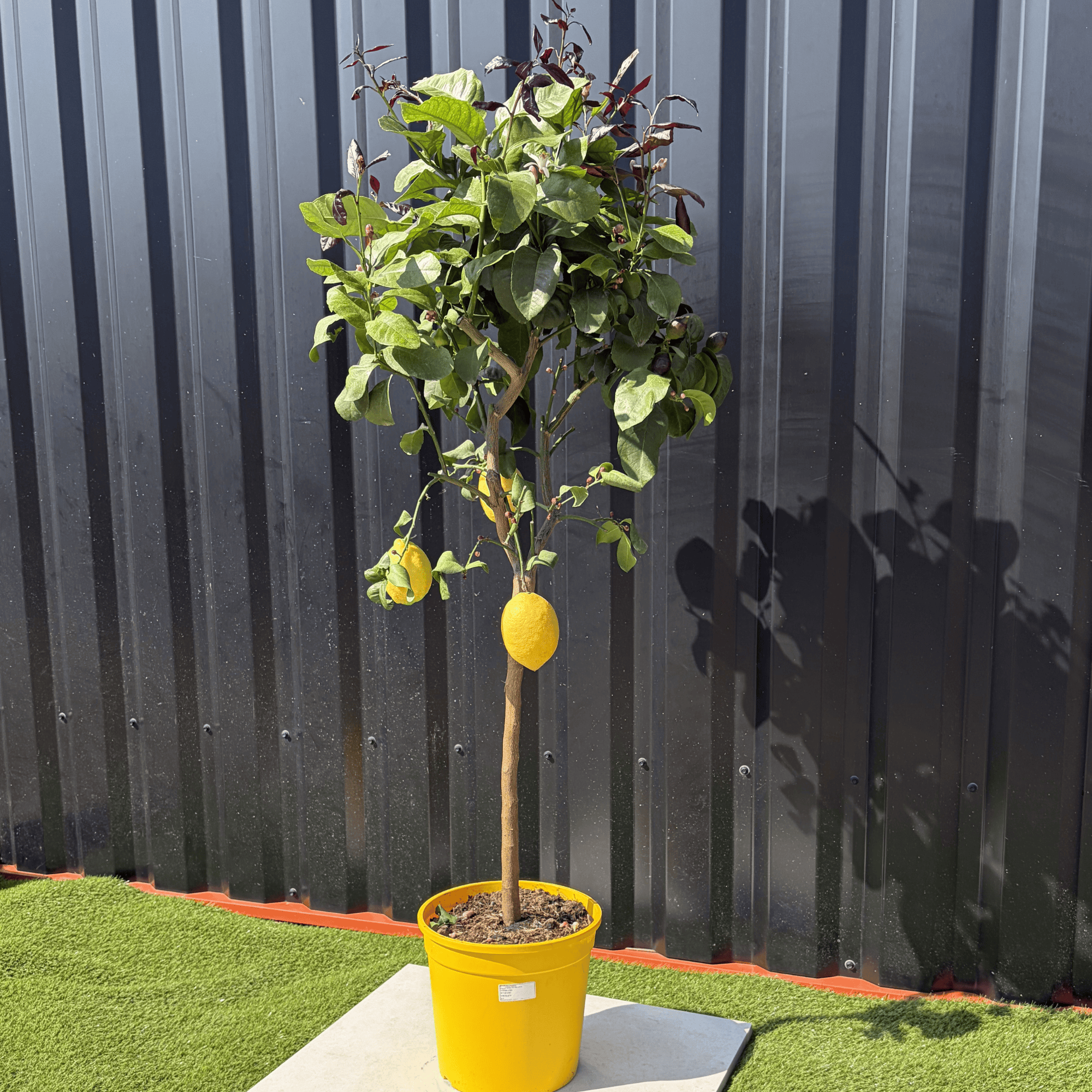 Citronnier Citrus Limon Hauteur 140 cm - Image 3