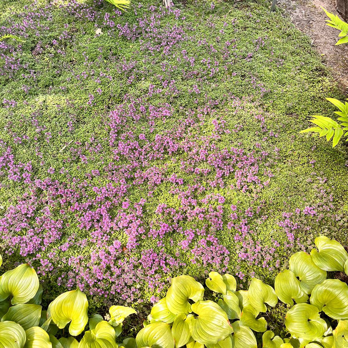 Thym laineux - Thymus pseudolanuginosus Godet de 8/9 cm