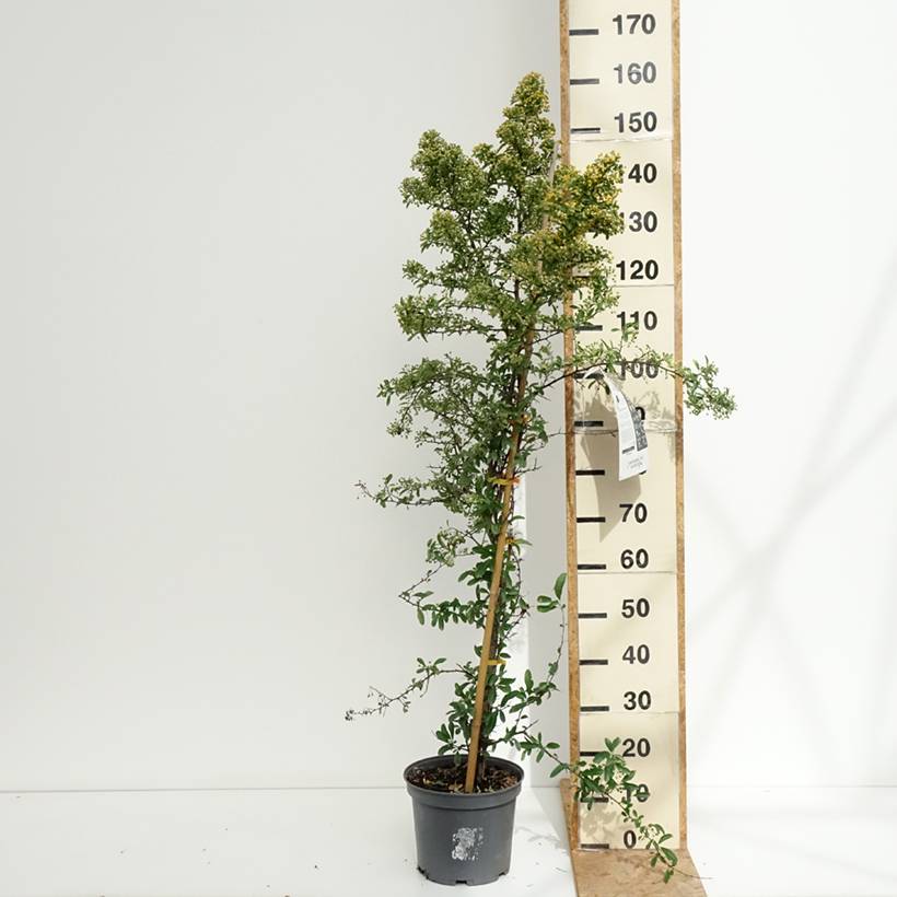 Promesse de Fleurs - Pyracantha SAPHYR Orange - Buisson ardent Pot de 6L/7L - Image 2