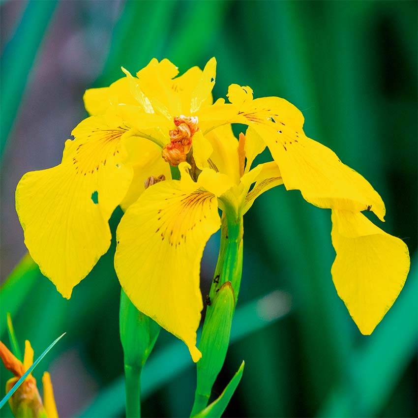 Iris des marais - Iris pseudacorus - 12 plantes - Image 3