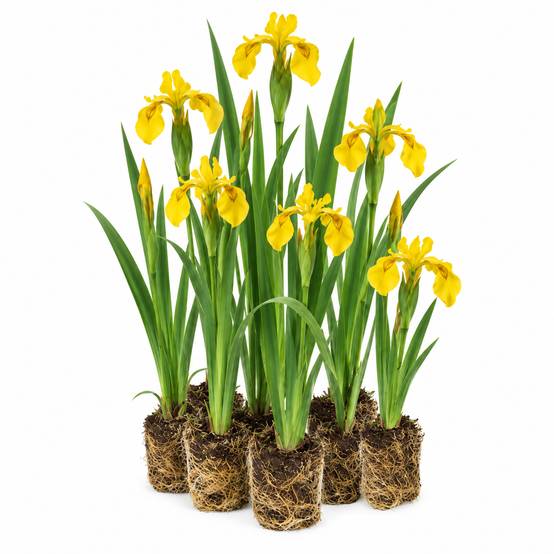 Iris des marais - Iris pseudacorus - 12 plantes - Image 1