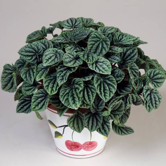 Gardenersdream - 1 Pépéromia Lilian| Plante D'Intérieur En Pot Idéale - GardenersDream - Image 1