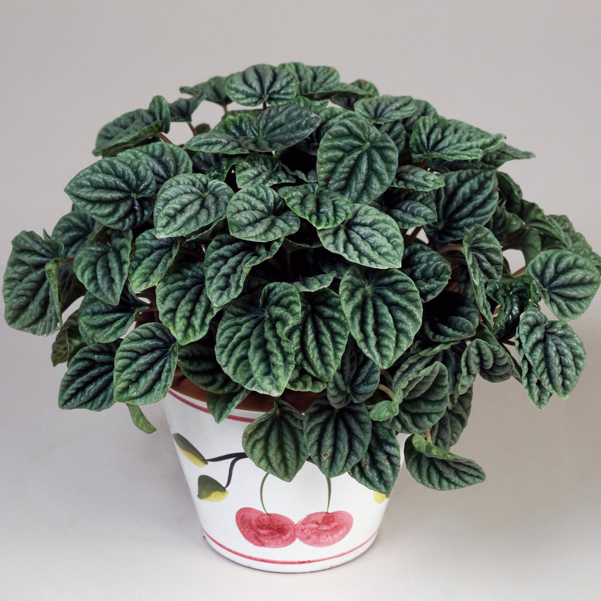 Gardenersdream - 1 Pépéromia Lilian| Plante D'Intérieur En Pot Idéale - GardenersDream - Image 1