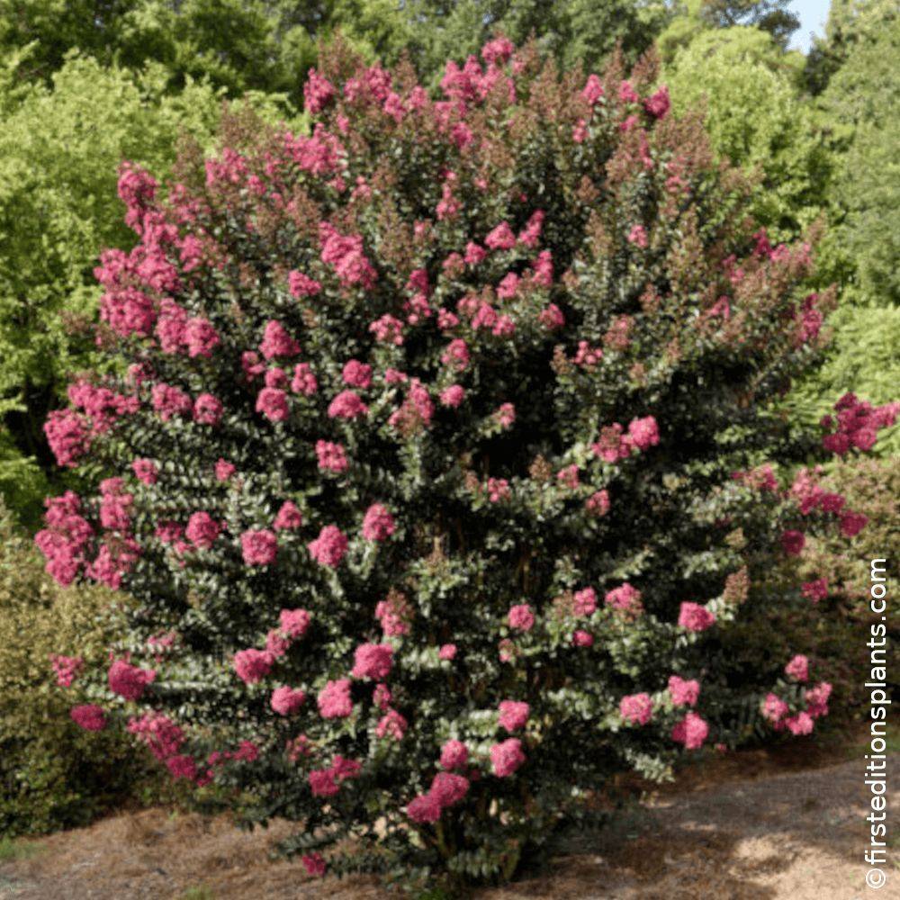 Lilas des indes Plum Magic®, Lagerstroemia à fleurs Rose - feuillage Caduc - Pot de 3L - Touffe- hauteur à maturité De 2,50 m à 3,00 m - Image 1