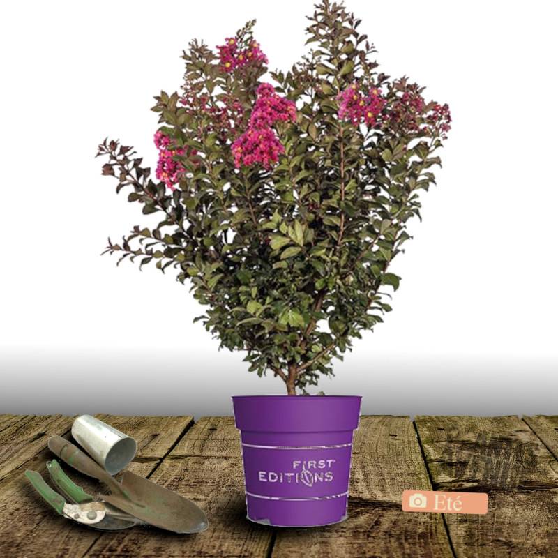 Lilas des indes Plum Magic®, Lagerstroemia à fleurs Rose - feuillage Caduc - Pot de 3L - Touffe- hauteur à maturité De 2,50 m à 3,00 m - Image 5
