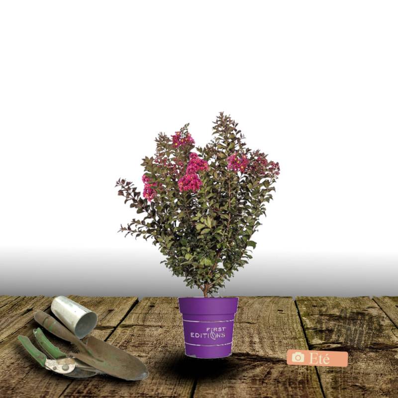 Lilas des indes Plum Magic®, Lagerstroemia à fleurs Rose - feuillage Caduc - Pot de 3L - Touffe- hauteur à maturité De 2,50 m à 3,00 m - Image 6