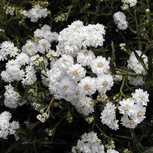 Achillea ptarmica Boule de Neige - Bouton d'argent Godet de 8/9 cm