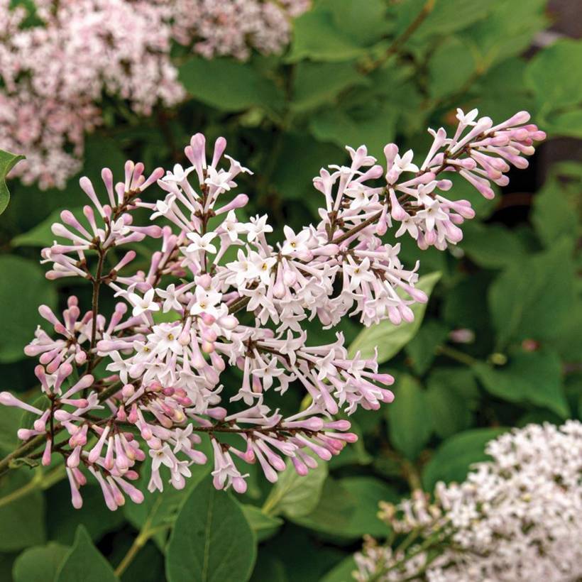 Promesse de Fleurs - Lilas de Chine - Syringa patula Violet Uprising Pot de 3L/4L