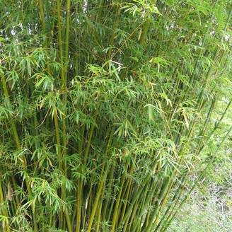 Bambusa glaucescens Multiplex - Bambou moyen Pot de 4L/5L
