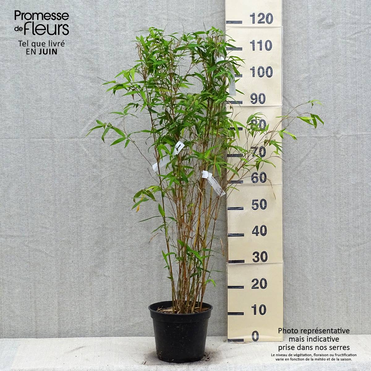 Promesse de Fleurs - Bambusa glaucescens Multiplex - Bambou moyen Pot de 4L/5L - Image 2
