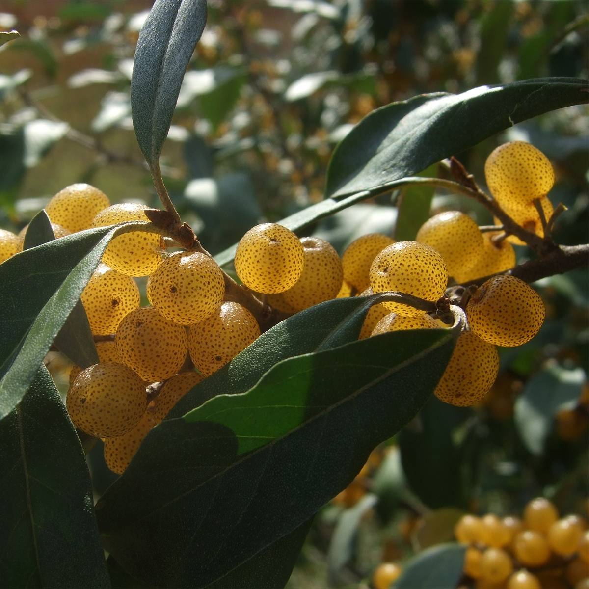 Promesse de Fleurs - Elaeagnus umbellata Fortunella - Goumi du Japon Pot de 2L/3L