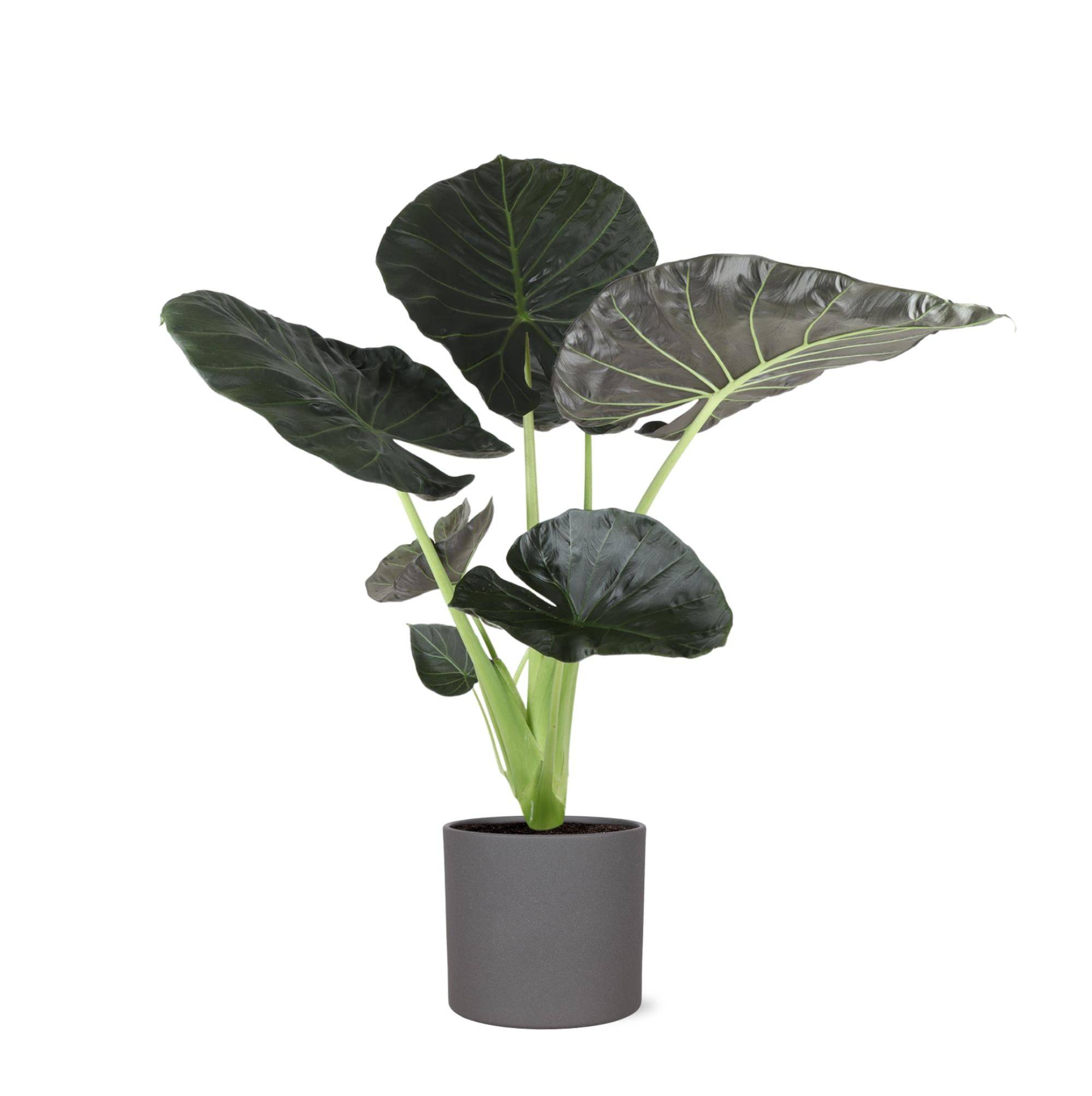 La Green Touch - Alocasia Regal Shield et son pot- La Green Touch Anthracite - Hauteur 110cm