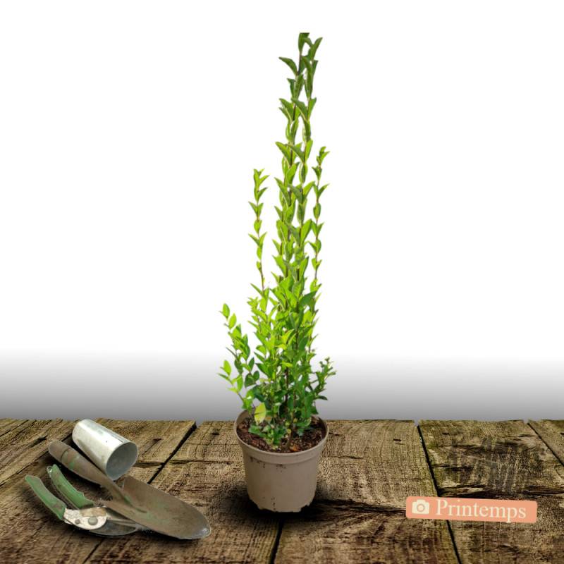 Troène du Texas, Ligustrum à fleurs Blanche/ - feuillage Persistant - Pot de 4L - 40/60 cm - Imagen 5