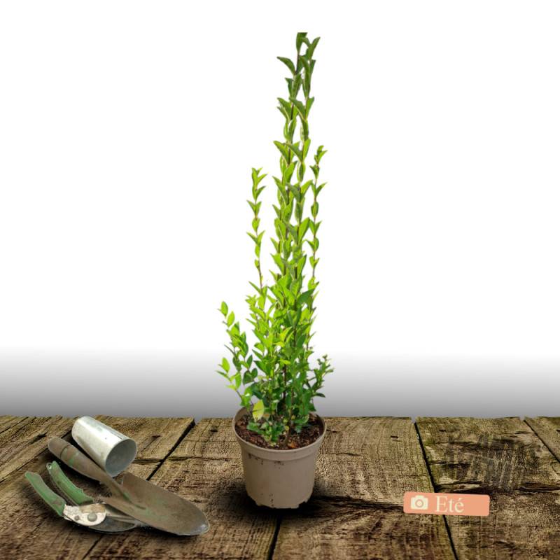 Troène du Texas, Ligustrum à fleurs Blanche/ - feuillage Persistant - Pot de 4L - 40/60 cm - Imagen 3