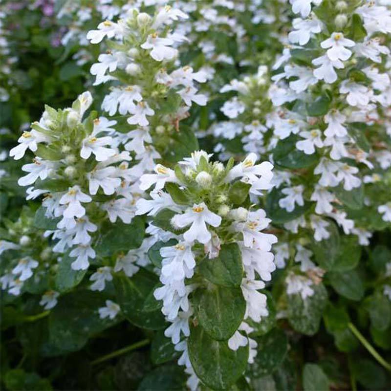 Ajuga reptans Alba - Bugle rampant Godet de 7/8 cm