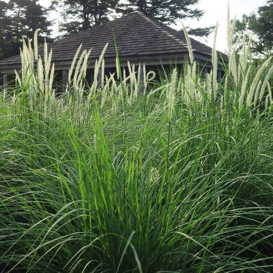 Promesse de Fleurs - Pennisetum orientale Fairy Tails - Herbe aux écouvillons Godet de 8/9 cm