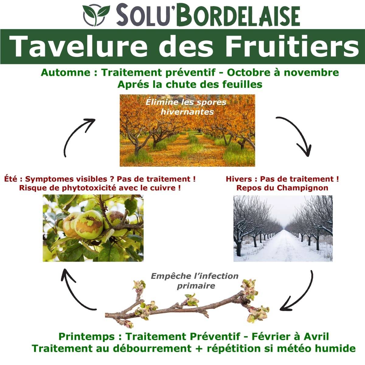 Solu'Bordelaise - Tavelure des Fruitiers - 1 kg de Bouillie Bordelaise Non Colorée -Polyvalent à base de Sulfate de Cuivre 200 g/kg-Doseur inclus - Image 3
