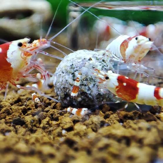 GIOIABALLS MIXTES ORIGINAL / Nourriture pour crevettes d'aquarium/Fabriqué en France/Artisanal - Image 2