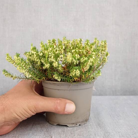 Bruyère des neiges - Erica carnea Isabell Pot de 12 cm / 13 cm - Image 2