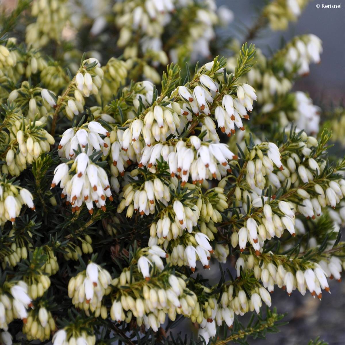 Bruyère des neiges - Erica carnea Isabell  Pot de 12 cm / 13 cm - Image 1