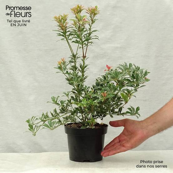 Promesse de Fleurs - Andromède du Japon - Pieris japonica Carnaval Pot de 2L/3L - Image 2