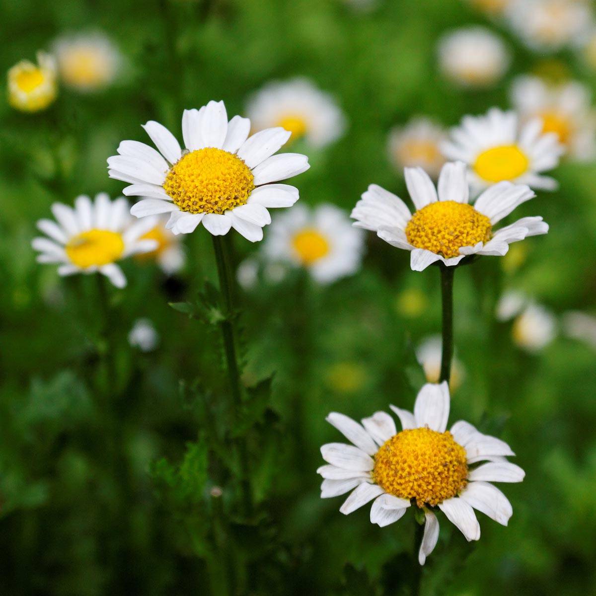 Promesse de Fleurs - Leucanthemum superbum Gruppenstolz - Grande marguerite Godet de 8/9 cm