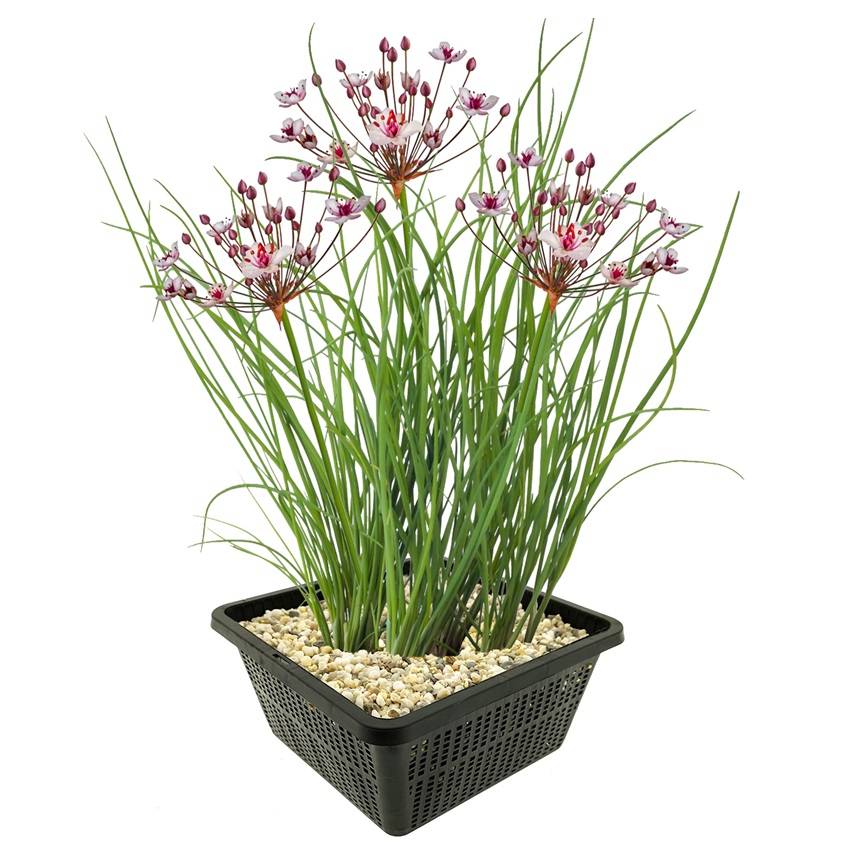 0 - Butome Butomus Umbellatus Plante Bassin - Set 4 Plantes avec Panier Substrat