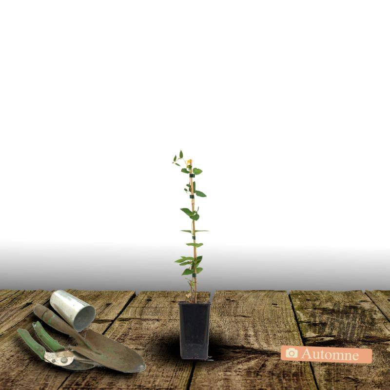 Clématite Tranquilite™ 'Evipo0111' à fleurs Bleue - feuillage Caduc - Pot de 2,5L - Echelle bambou 30/60 cm-  hauteur à maturité De 1,00 m à 1,50 m - Image 3