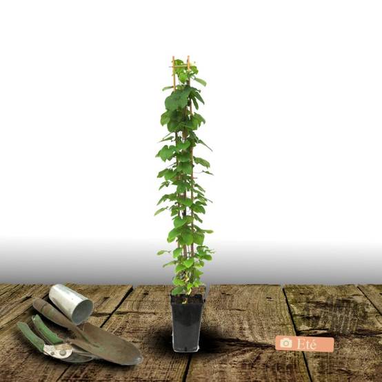 Clématite Tranquilite™ 'Evipo0111' à fleurs Bleue - feuillage Caduc - Pot de 2,5L - Echelle bambou 30/60 cm- hauteur à maturité De 1,00 m à 1,50 m - Image 7