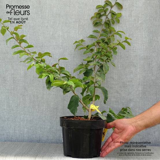 Promesse de Fleurs - Arbre de fer - Parrotia persica Pot de 3L/4L - Image 2