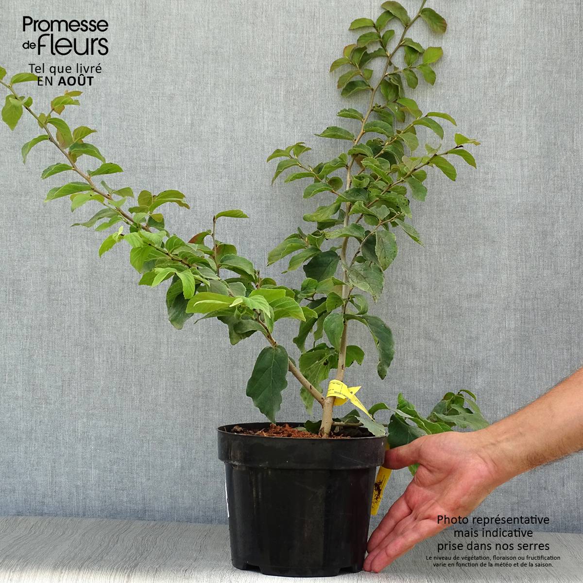 Promesse de Fleurs - Arbre de fer - Parrotia persica Pot de 3L/4L - Image 2