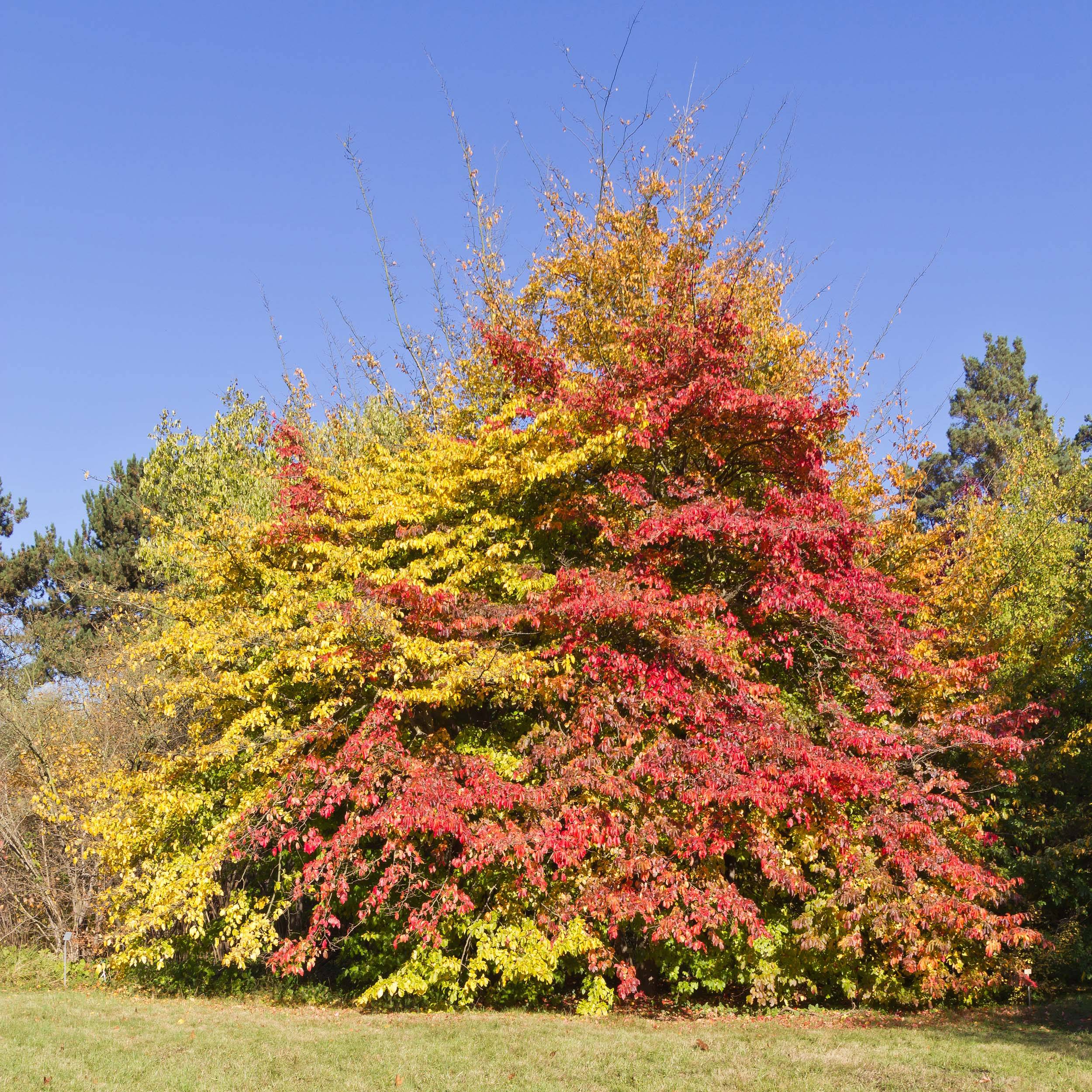 Promesse de Fleurs - Arbre de fer - Parrotia persica Pot de 3L/4L