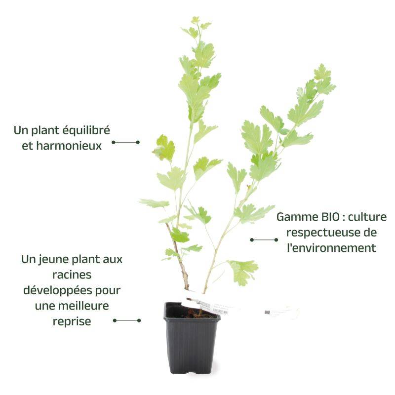Groseillier à maquereau 'Freedonia' BIO (Ribes uva crispa 'Freedonia') - Godet 9cm - Pépinières Naudet - Image 3