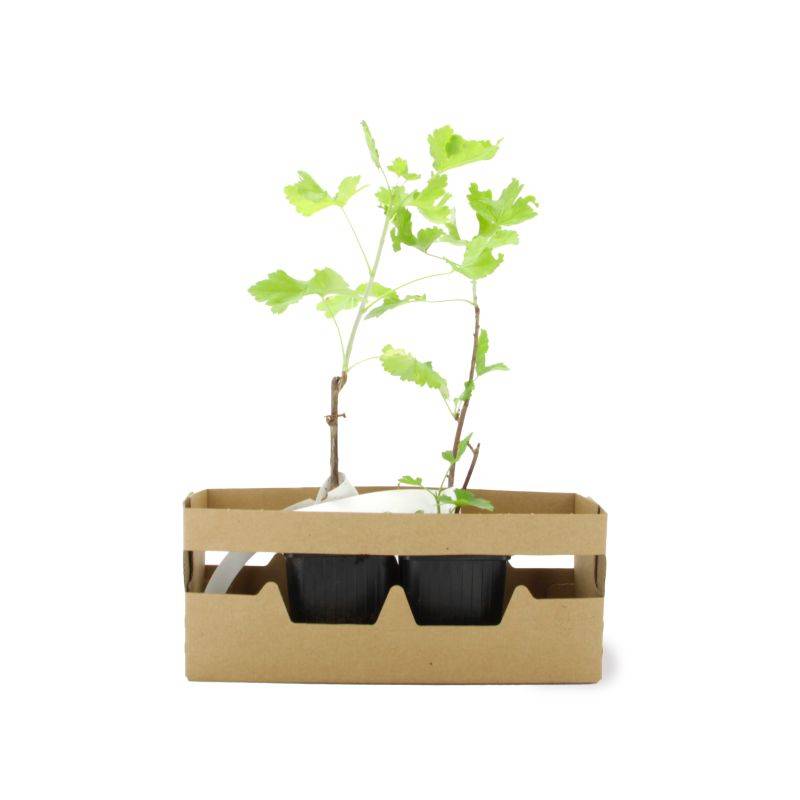 Groseillier à maquereau 'Freedonia' BIO (Ribes uva crispa 'Freedonia') - Godet 9cm - Pépinières Naudet - Image 4