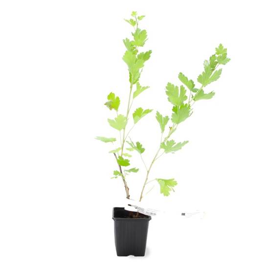 Groseillier à maquereau 'Freedonia' BIO (Ribes uva crispa 'Freedonia') - Godet 9cm - Pépinières Naudet - Image 2