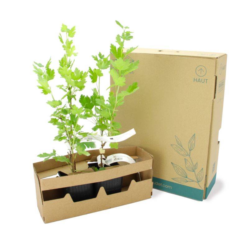 Groseillier à maquereau 'Freedonia' BIO (Ribes uva crispa 'Freedonia') - Godet 9cm - Pépinières Naudet - Image 5