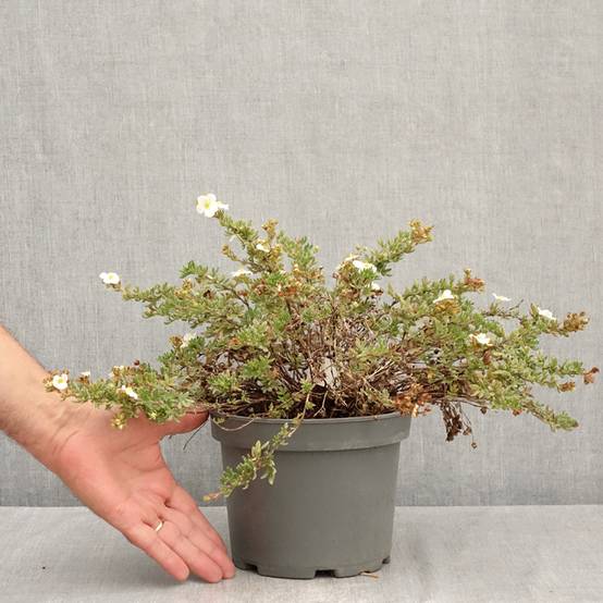 Potentille arbustive - Potentilla fruticosa Bella Bianca Pot de 2L/3L - Image 2