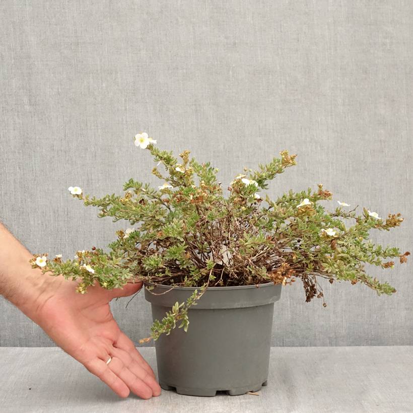 Potentille arbustive - Potentilla fruticosa Bella Bianca Pot de 2L/3L - Image 2