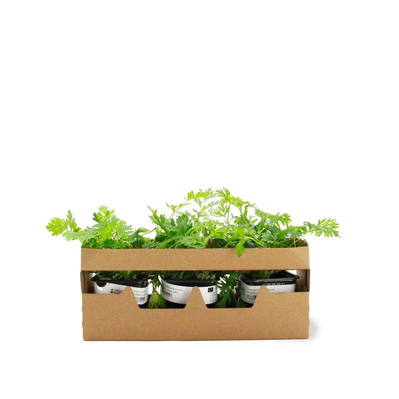 3 Anémones Pulsatille à Fleurs Blanches - Lot de 3 vivaces - Pépinières Naudet - Image 4