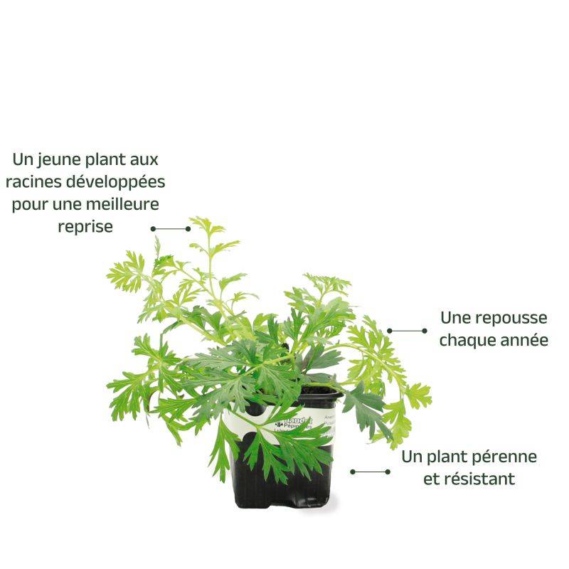 3 Anémones Pulsatille à Fleurs Blanches - Lot de 3 vivaces - Pépinières Naudet - Image 3