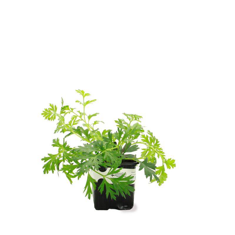 3 Anémones Pulsatille à Fleurs Blanches - Lot de 3 vivaces - Pépinières Naudet - Image 2