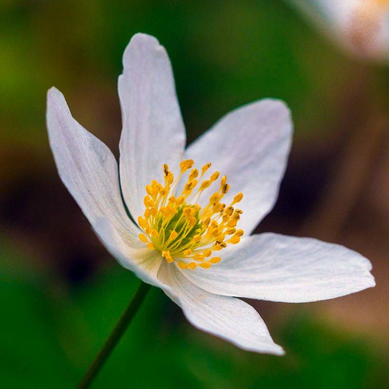 3 Anémones Pulsatille à Fleurs Blanches - Lot de 3 vivaces - Pépinières Naudet - Image 1
